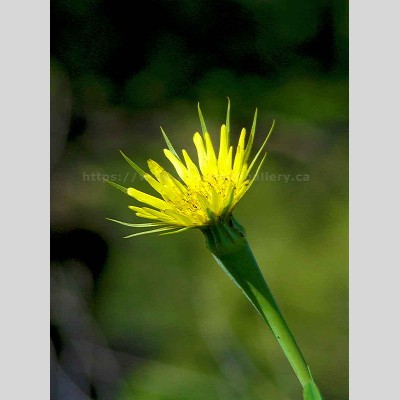 Western Salsify